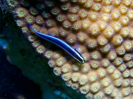 Sharknose Goby IMG 7488